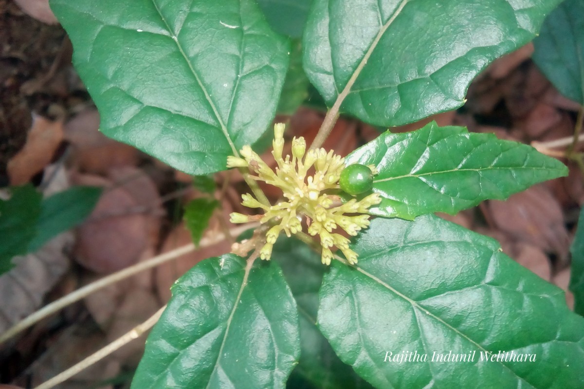 Premna procumbens Moon